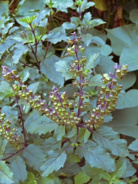 Tulsi Basilic Sacré Ocimum Sanctum Importance Médicinale Spirituelle Inde — Photo