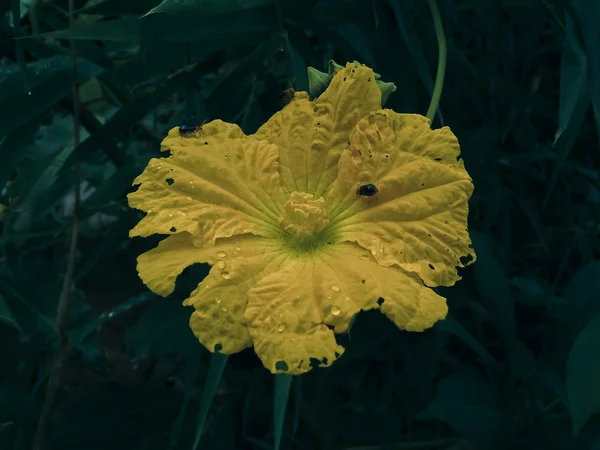 Flor Calabaza Esponja Luffa Cylindrica — Foto de Stock