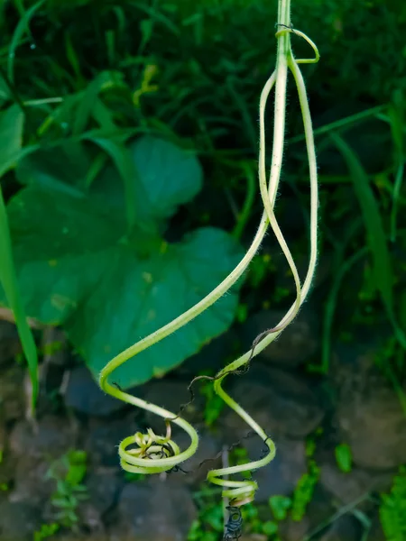 Ranke Eines Bitteren Kürbisses Pflanzliche Kriechpflanze — Stockfoto