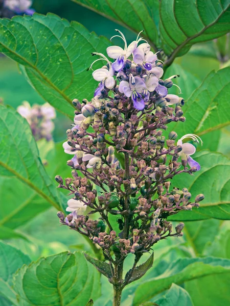 Clerodendrum Serratum Family Verbenaceae Shrub Serrate Leaves Beautiful Flowers Tender — Stock Photo, Image