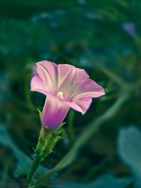 Kleine Bel Ipomoea Triloba — Stockfoto