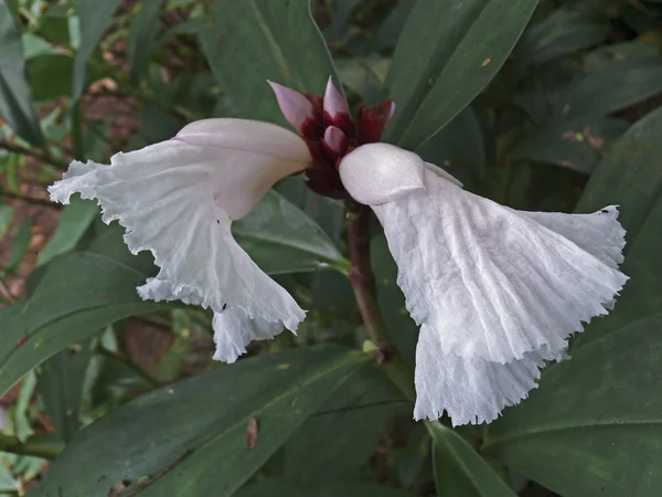 Virágok Fészkesek Speciosus Család Zingiberaceae Shirgaon Ratnagiri Maharashtra India — Stock Fotó