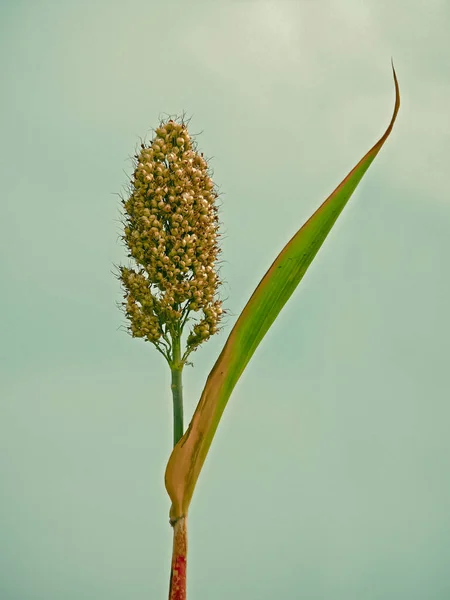 Corn Sorghum Bicolor Jawar — Stock Photo, Image
