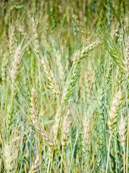 Поле Triticum Aestivum Урожай Пшеницы — стоковое фото