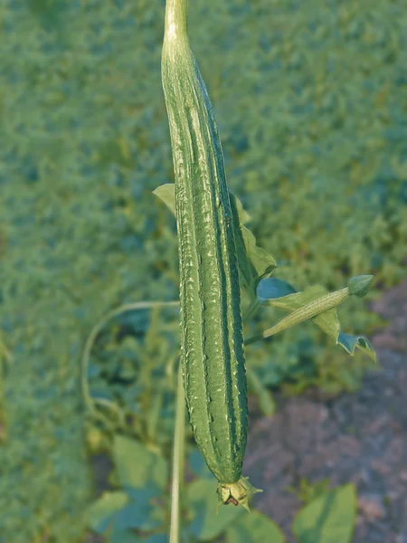 Gisuri Dodka Loofa Acutangula Cucumis Acutangulus — Fotografia de Stock