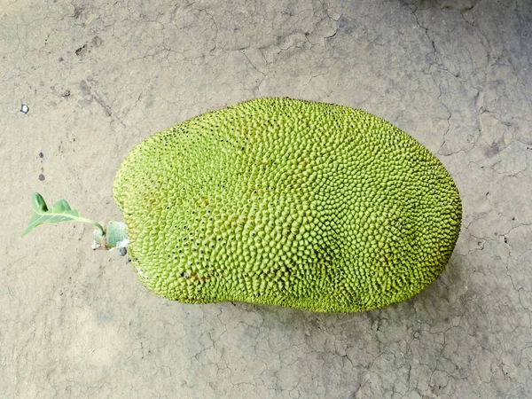 Jackfruit Artocarpus Heterophyllus Lam Moraceae — Stok Foto