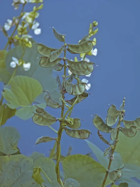 Lablab Purpureus Pawata Papilionaceae Leguminosae Papilionoideae Fabaceae Dolichos Lablab — 图库照片