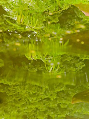 Sudaki bir ağacın yansıması.