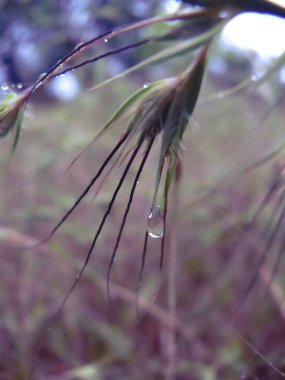 su damlası çimenlerin üzerinde