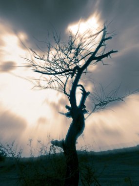 Yol kenarındaki ağaç, Nilkantheshwar, Maharashtra, Hindistan