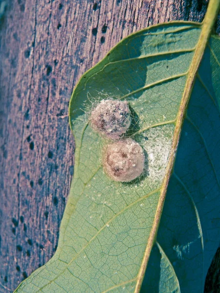 Cocoon Alfalfa Weevil Hypera Postica Satara Maharashtra India — Stock Photo, Image