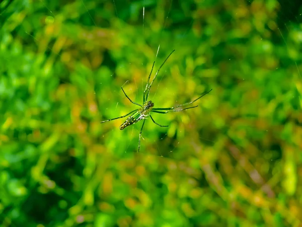 Yeşil Altın Serseri Örümcek Nephila Türü Kokan Maharashtra Hindistan — Stok fotoğraf