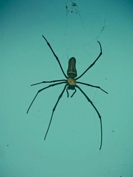 Nephila Maculata Dev Ahşap Örümcek Kokan Maharashtra Hindistan — Stok fotoğraf