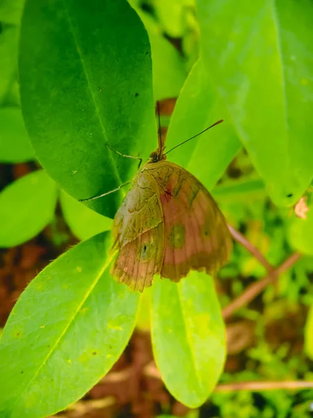 Peacock Pansy Butterfly Precis Almana — 스톡 사진