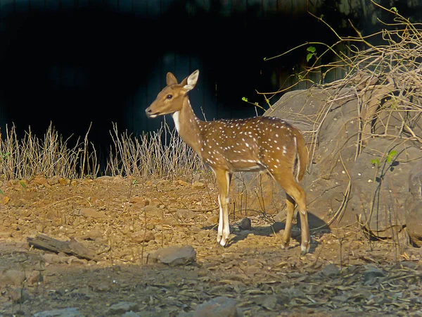 Spotted Deer Chital Axis Axis Youngone Rajiv Gandhi Zoology Park — Stock Photo, Image