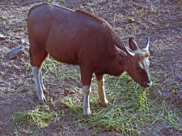 Gaur Indian Bison Bos Gaurs Rajiv Gandhi Zoology Park Pune — Stock Photo, Image