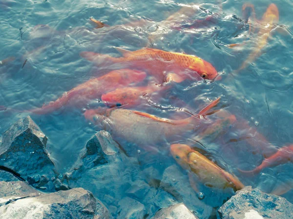 Peces Koi Cyprinus Carpio Agua —  Fotos de Stock