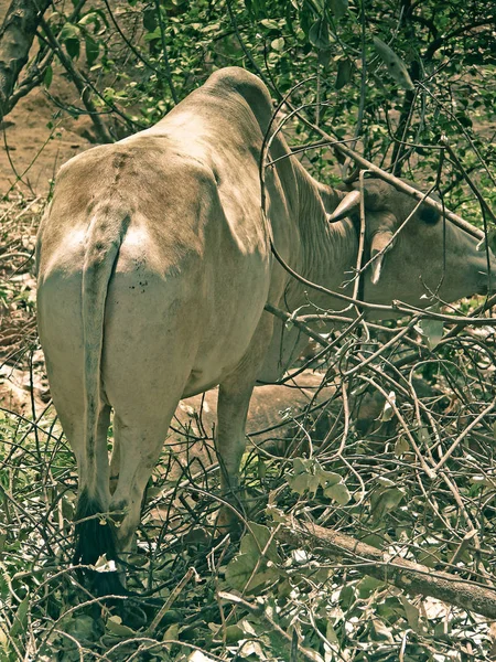 Domestic Animal Bull Maharashtra India — Stock Photo, Image