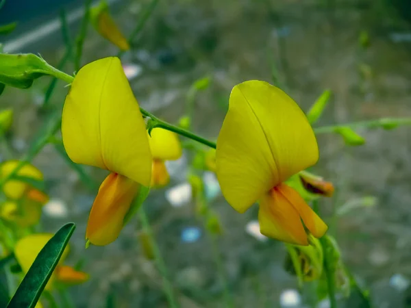 Canapa Soleggiata Canapa Indiana Crotalaria Juncea — Foto Stock