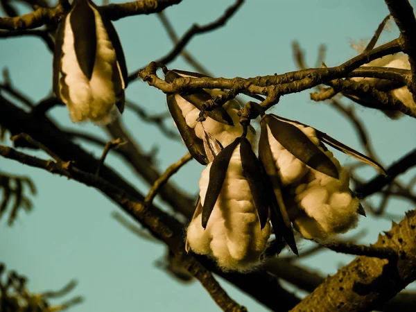 Bombax Ceiba Árvore Algodão Seda Vermelha — Fotografia de Stock