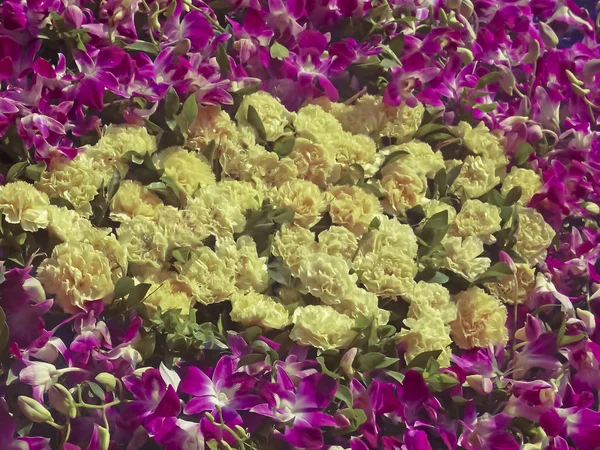 Dianthus Caryophyllus Γαρύφαλλο Διακοσμητικό Λουλούδι — Φωτογραφία Αρχείου