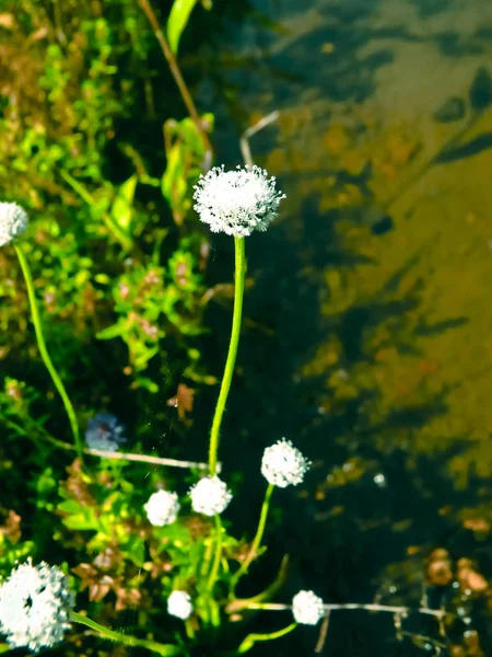 Eriocaulon Carsonii Słona Pipewort Trawa Guzik Płaskowyż Kwiatów Khas Kaas — Zdjęcie stockowe