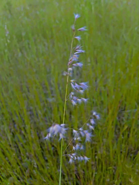 Melinis Repens Saccharum Repens Rhynchelytrum Repens Tricholaena Rosea Natal Grass — Stock fotografie