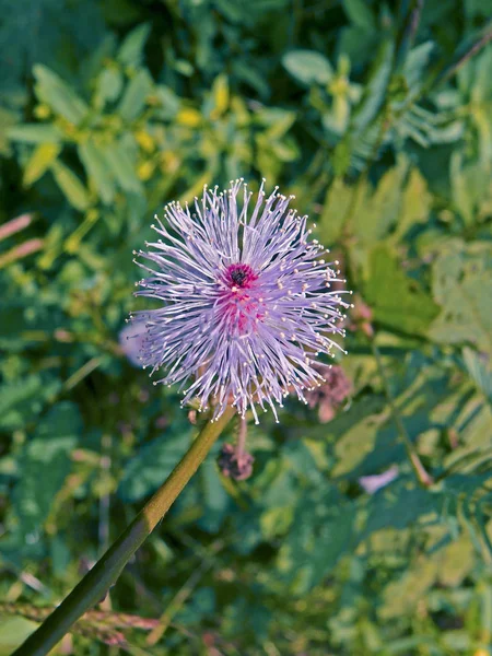 Touch Mimosa Pudica Mimosaceae Touch Family India — 图库照片