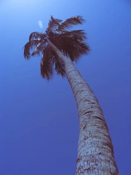 Kokosnuss Kokos Nucifera Palmen — Stockfoto