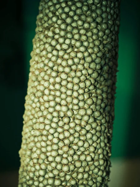 Sorghum Bicolor Jawar Corn — Stock Photo, Image