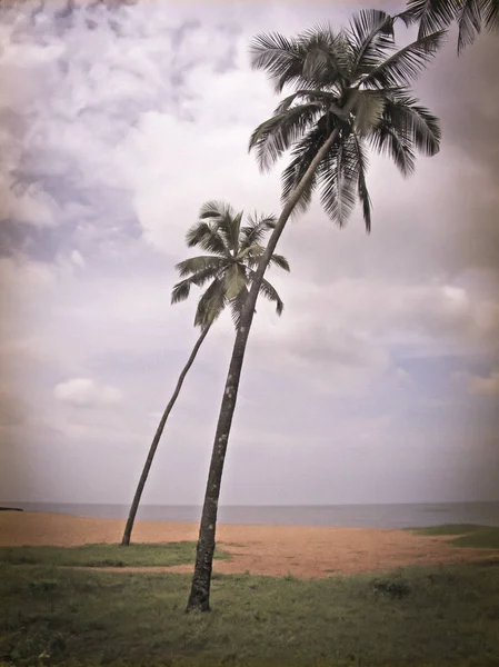 Кокосовые Пальмы Заводях Фаппи Керала Индия — стоковое фото