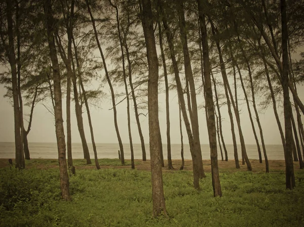 Árboles Cerca Costa Kappad Calicut Kerala India — Foto de Stock