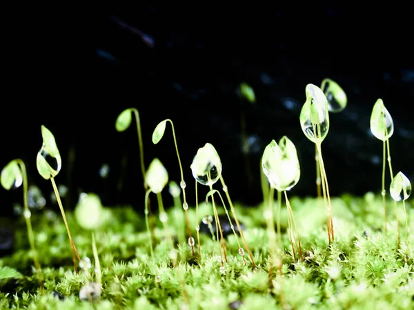 Closeup Dewdrops Moss Head Bhimashankar Maharashtra Índia — Fotografia de Stock