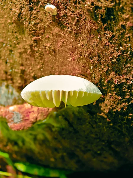 Pleurotus Ostreatus Pleurotaceae Mushroom Kerala India — 스톡 사진