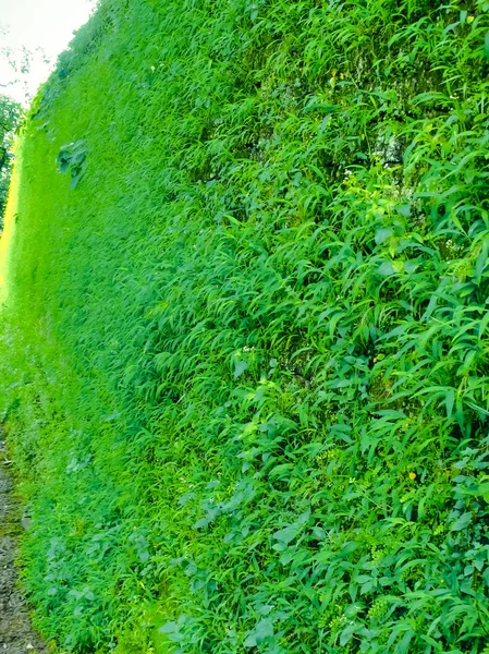 Temple Wall Full Oplismenus Undulatifolious Var Japonicus Grass Monsoon Kerala — Stok fotoğraf