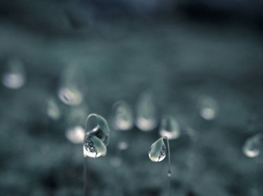 Closeup dewdrops Moss baş, Bhimashankar, Maharashtra, Hindistan
