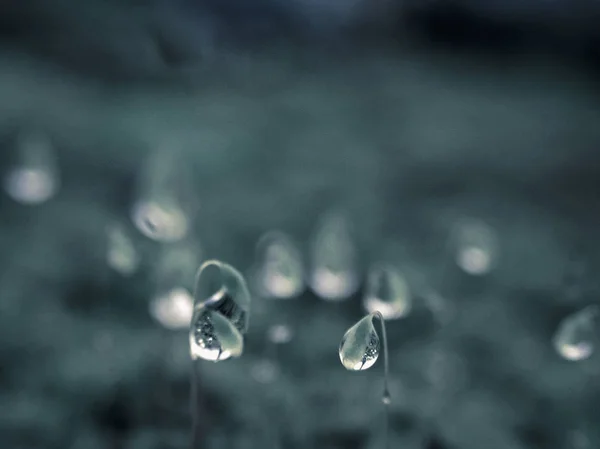 Closeup Dewdrops Moss Baş Bhimashankar Maharashtra Hindistan — Stok fotoğraf