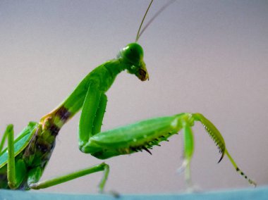 Yeşil peygamber devesi. hierodula türler.