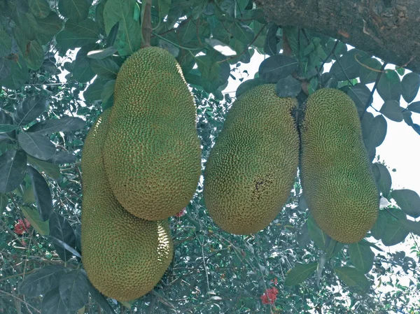 Jaca Artocarpus Heterophyllus Lam Ratnagiri Maharashtra India —  Fotos de Stock