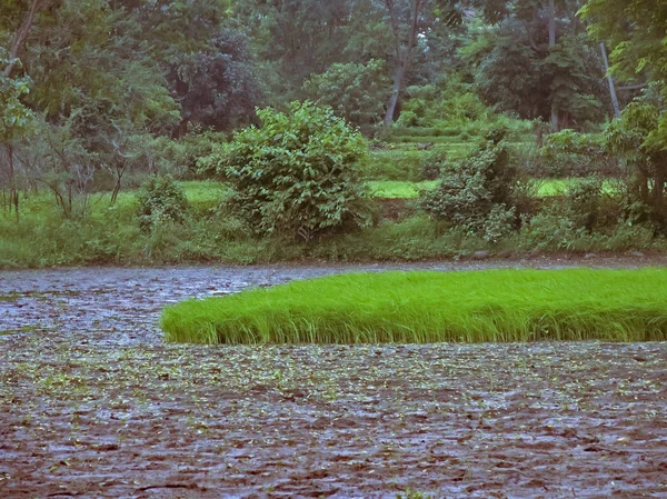 Campos Cultivo Arroz Mulshi Maharashtra India — Foto de Stock