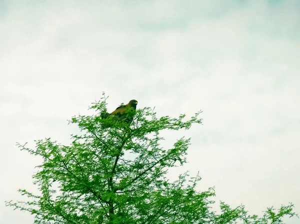 Schlangenadler Spilornis Cheela Auf Einem Baum — Stockfoto