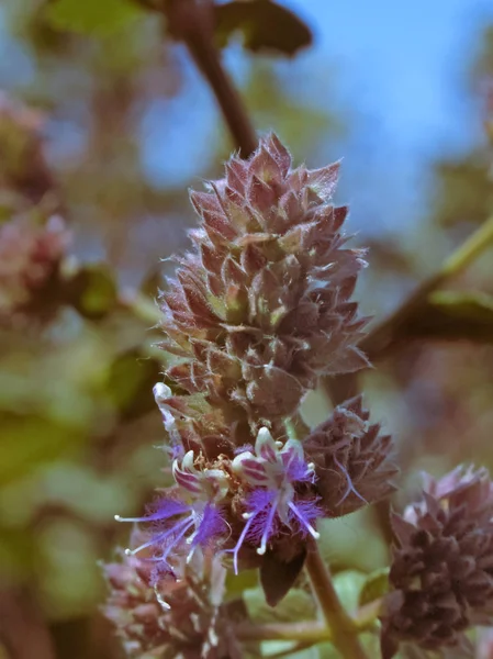 孟加拉国Pogostemon Pogostemon Benghalensis — 图库照片