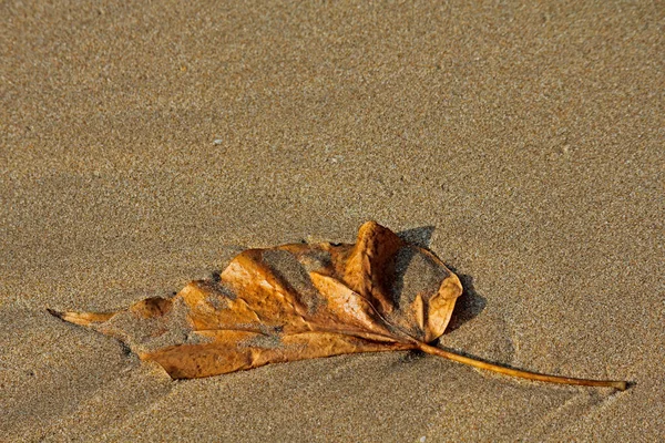 Fallen Leaf Beach — Stock Photo, Image
