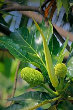 Jackfruit Artocarpus heteropyllus hanging on tree. he jackfruit tree is a widely cultivated and popular food item in tropical regions of India