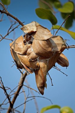 Karınca yuvası yeşil yapraklar, kırmızı terzi karıncalar, oecophyila smaragdine, Hindistan