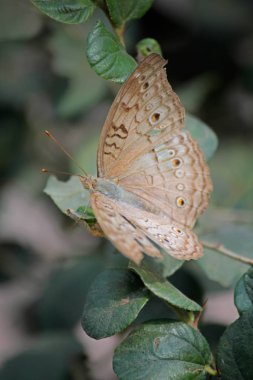 Gri Pansy Junonia Atlites Kelebek, Hindistan