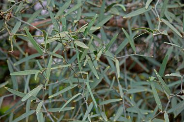 Citrus glauca, Eremocitrus glauca, çöl limonu.