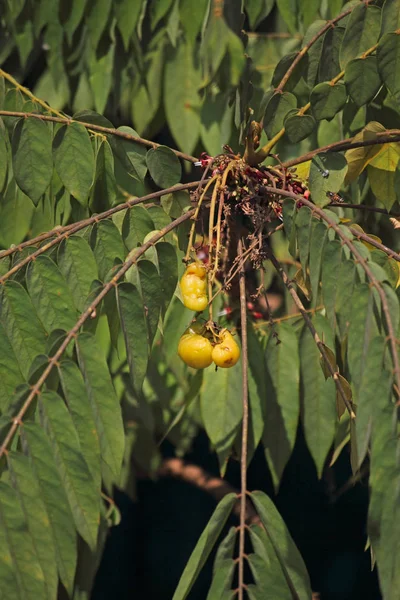 Averrhoa Bilimbi Allgemein Bekannt Als Bilimbi Gurkenbaum Oder Sauerampfer Ist — Stockfoto