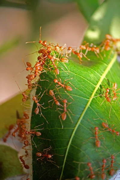 Ants Nest Green Leaves Red Tailor Ants Oecophyila Smaragdine India — Stock Photo, Image