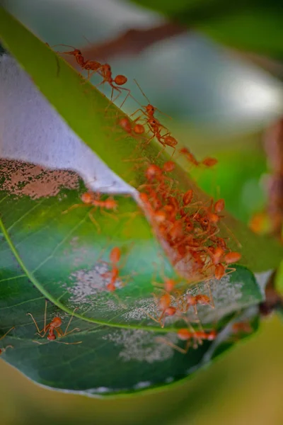 Nido Hormigas Hojas Verdes Hormigas Sastre Rojas Smaragdine Oecophyila India — Foto de Stock